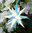 Herrnhuter Stern-Innen, 13cm, Blau/Weiß, Sommerstern